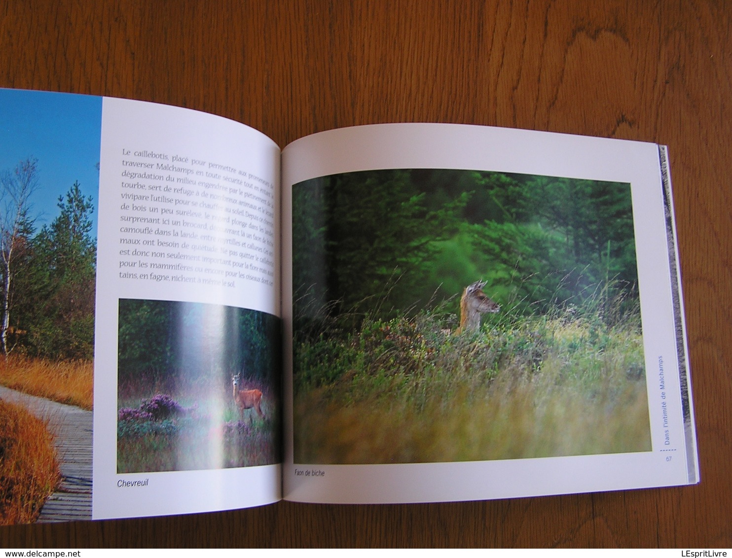 HAUTES FAGNES Morceau Choisi MALCHAMPS Régionalisme Nature Paysage Randonnée Oiseau Animaux Tourbière Photographies