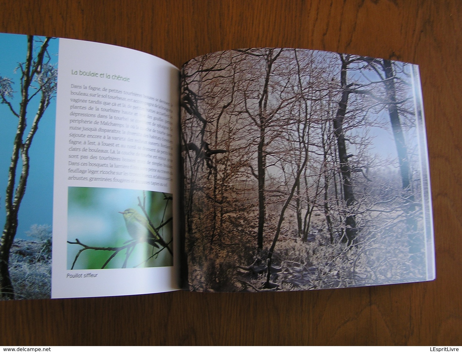 HAUTES FAGNES Morceau Choisi MALCHAMPS Régionalisme Nature Paysage Randonnée Oiseau Animaux Tourbière Photographies