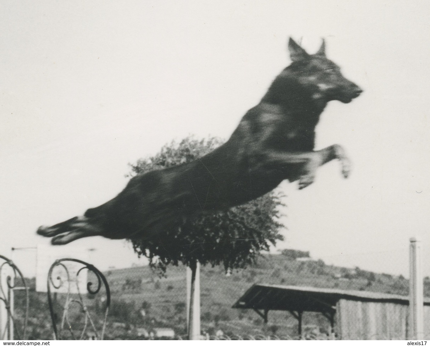 Photo D'un Célèbre Chien Athos Et Son Maître à Vichy En Aout 1957 - Lugares