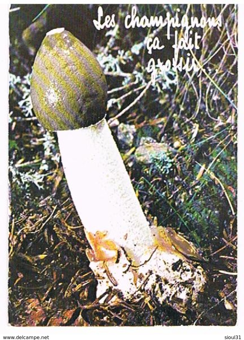 FLEURS PLANTES  CHAMPIGNON   CPM TBE  FL09 - Mushrooms