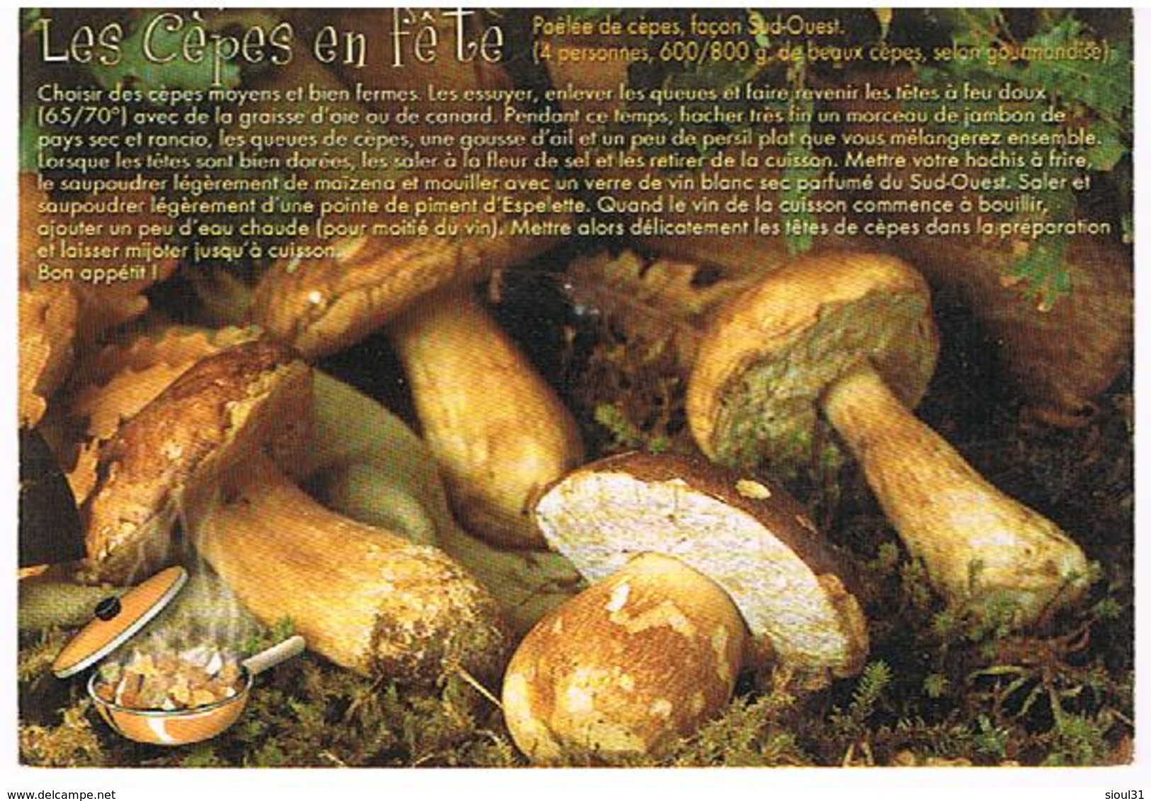 FLEURS PLANTES  CHAMPIGNONS    CPM TBE  FL15 - Mushrooms