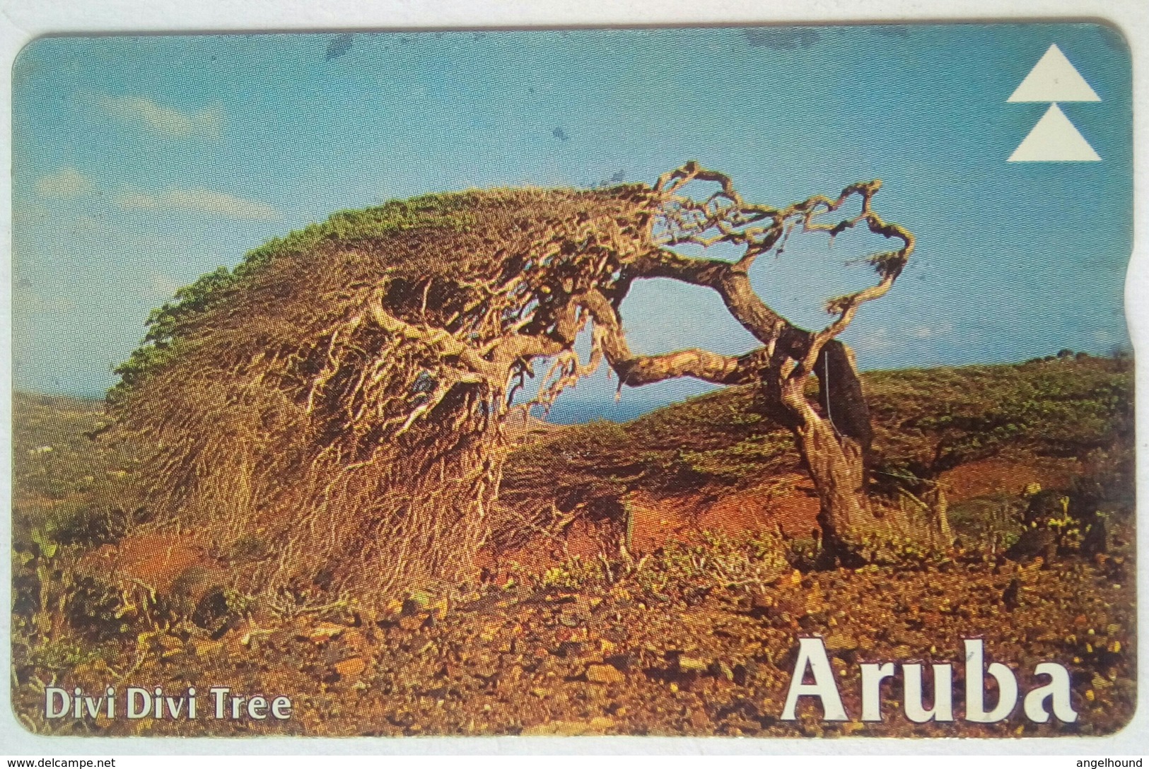 Aruba 20 Units Divi-divi Tree 511A - Aruba