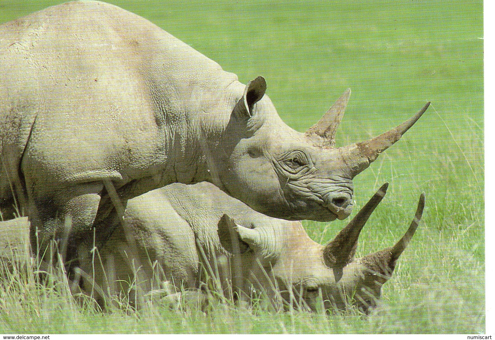 Animaux Rhinoceros Black Rhinoceros Diceros Bicomis Tanzanie Tanzanie - Rhinozeros