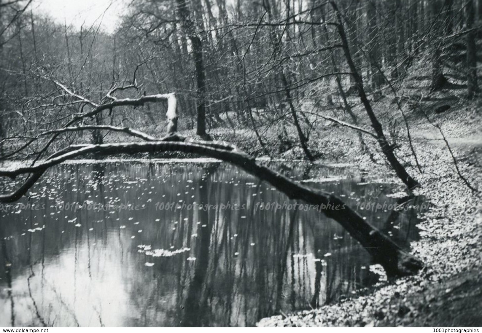 "Atmosphère De Printemps - Groenendael, Boitsfort -15 Avril 1942"    5  Photographies Originales D'époque. FG1417 - Lugares