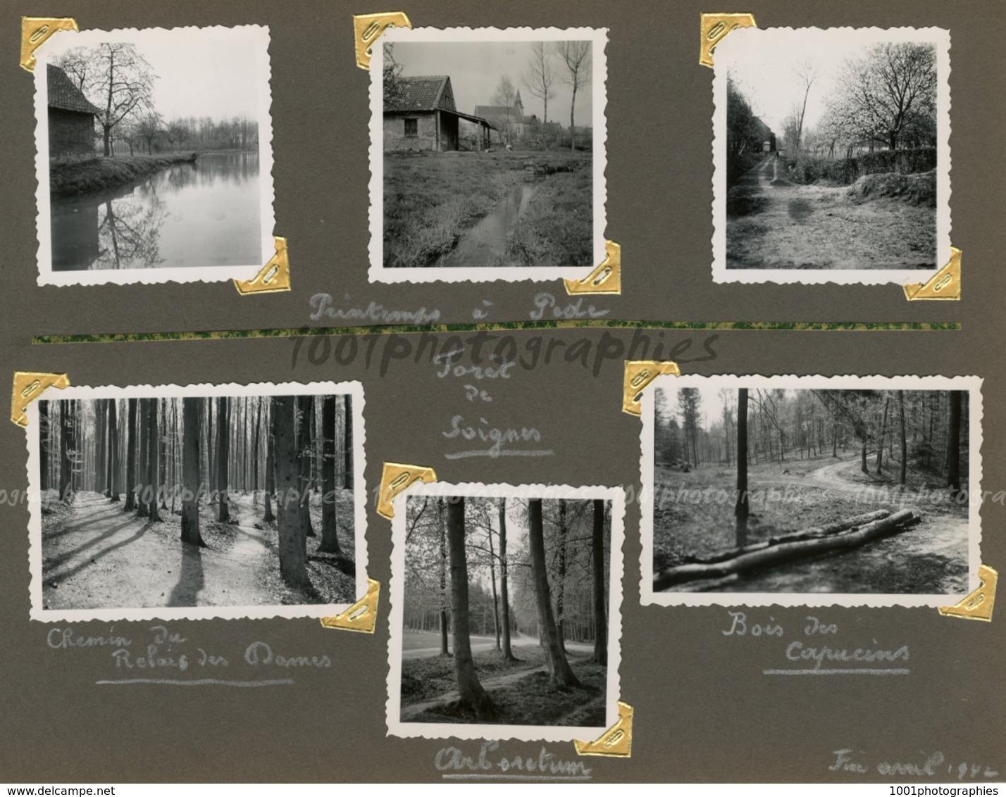 " Printemps à Pede,; Forêt De Soignes - Bois De Capucins - Chemin Du Relais" 5 Photographies Originales D'époque. FG1422 - Places