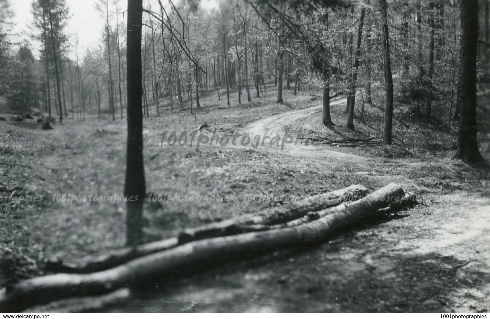 " Printemps à Pede,; Forêt de Soignes - Bois de Capucins - Chemin du Relais" 5 photographies originales d'époque. FG1422