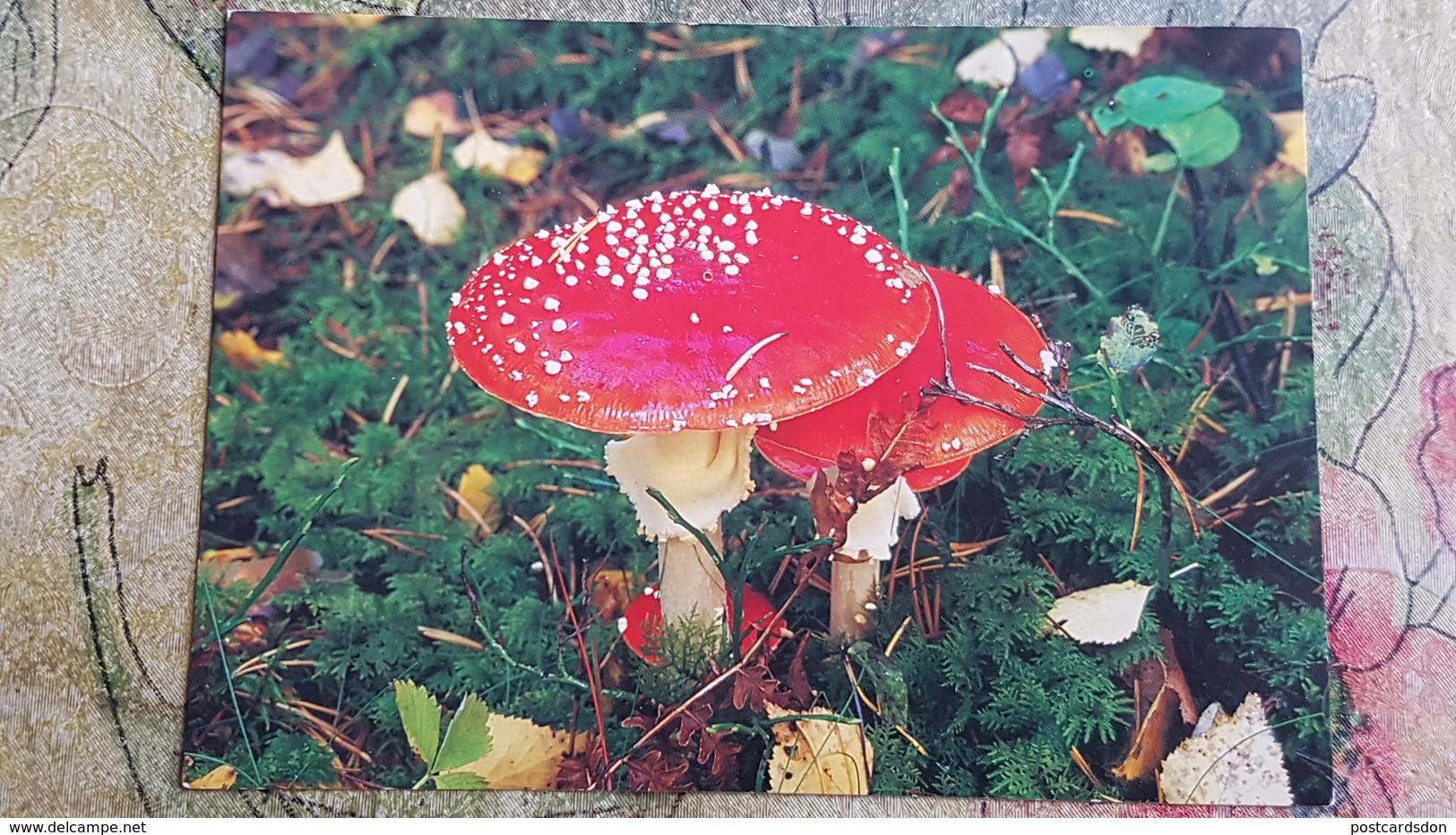 Sweden. Amanita. Forest. Mushroom - Champignon - Mushrooms