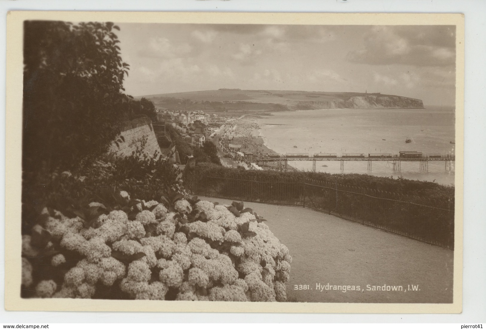 ROYAUME UNI - ENGLAND - ISLE OF WIGHT - SANDOWN - Hydrangeas - Sandown