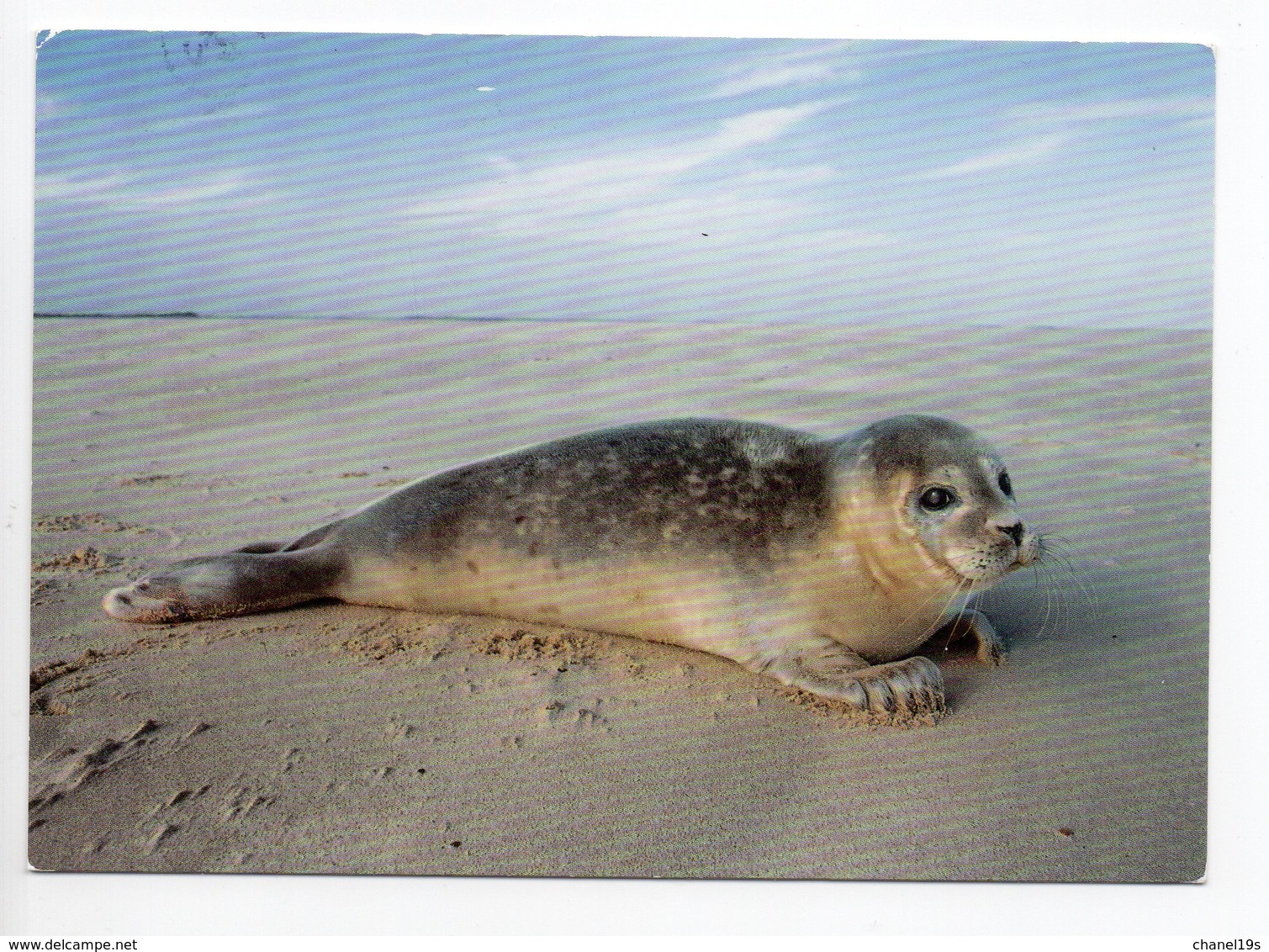 POSTCARD - ANIMALS - SEAL - USED - 2008 - SWEDEN - WWF - PANDA LOGO  Backside - Other & Unclassified