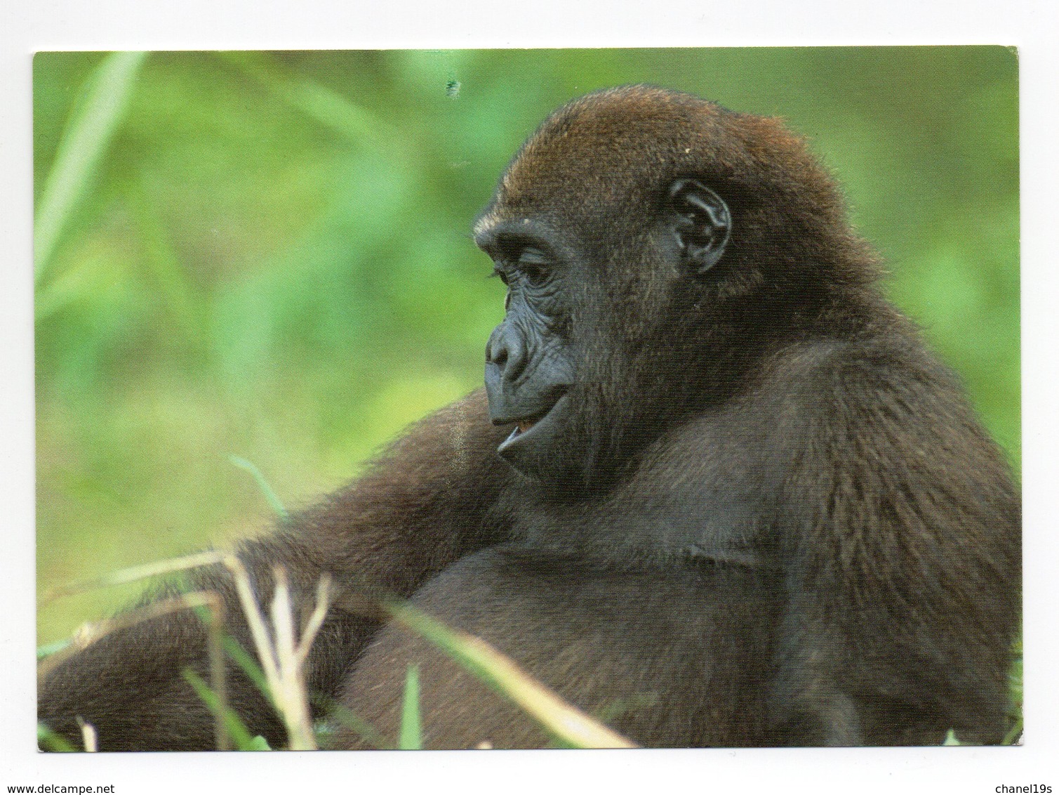 POSTCARD - ANIMALS -  GORILLA - USED - 2005 - SWEDEN - WWF - PANDA LOGO  Backside - Singes