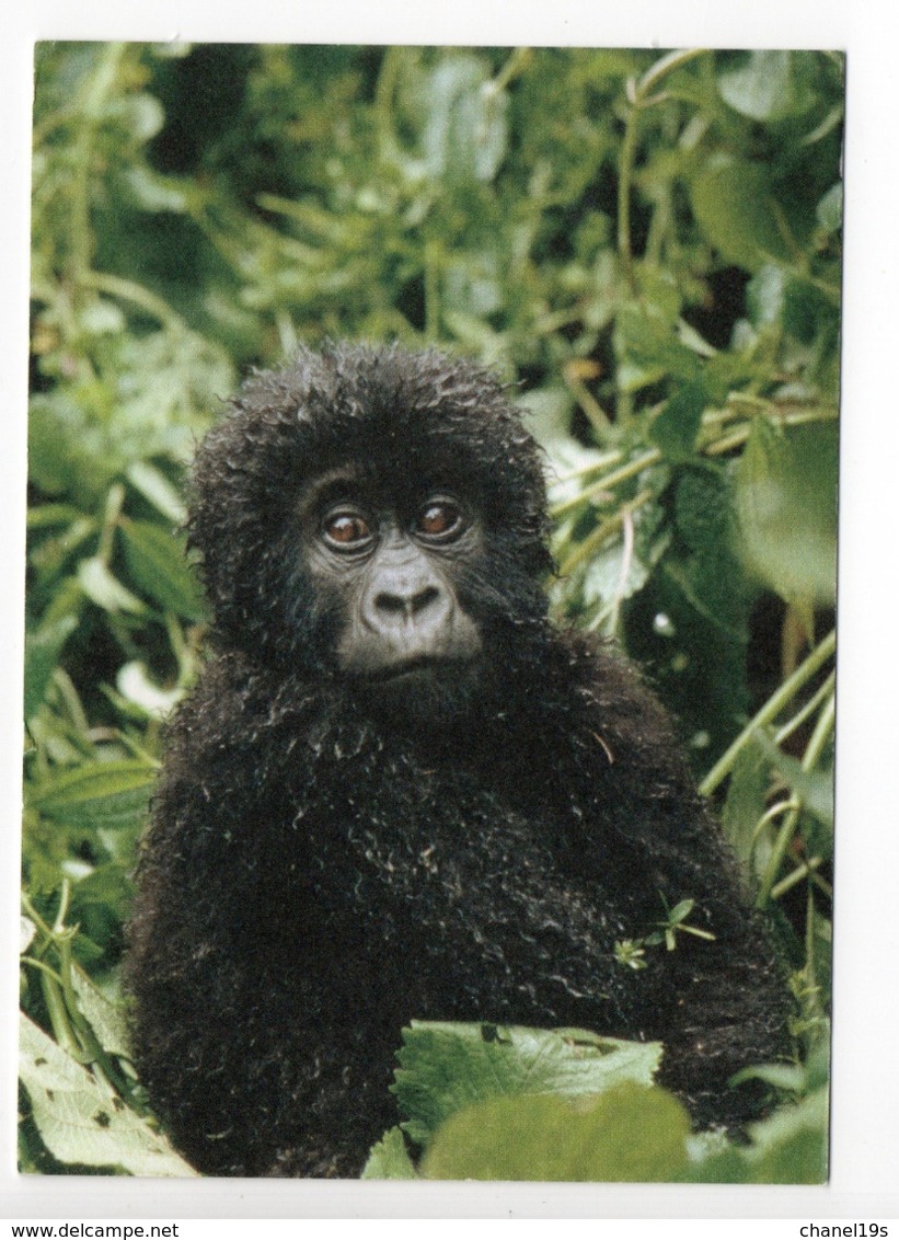 POSTCARD - ANIMALS - MOUNTAIN GORILLA - USED - 2009 - SWEDEN - WWF - PANDA LOGO  Backside - Singes