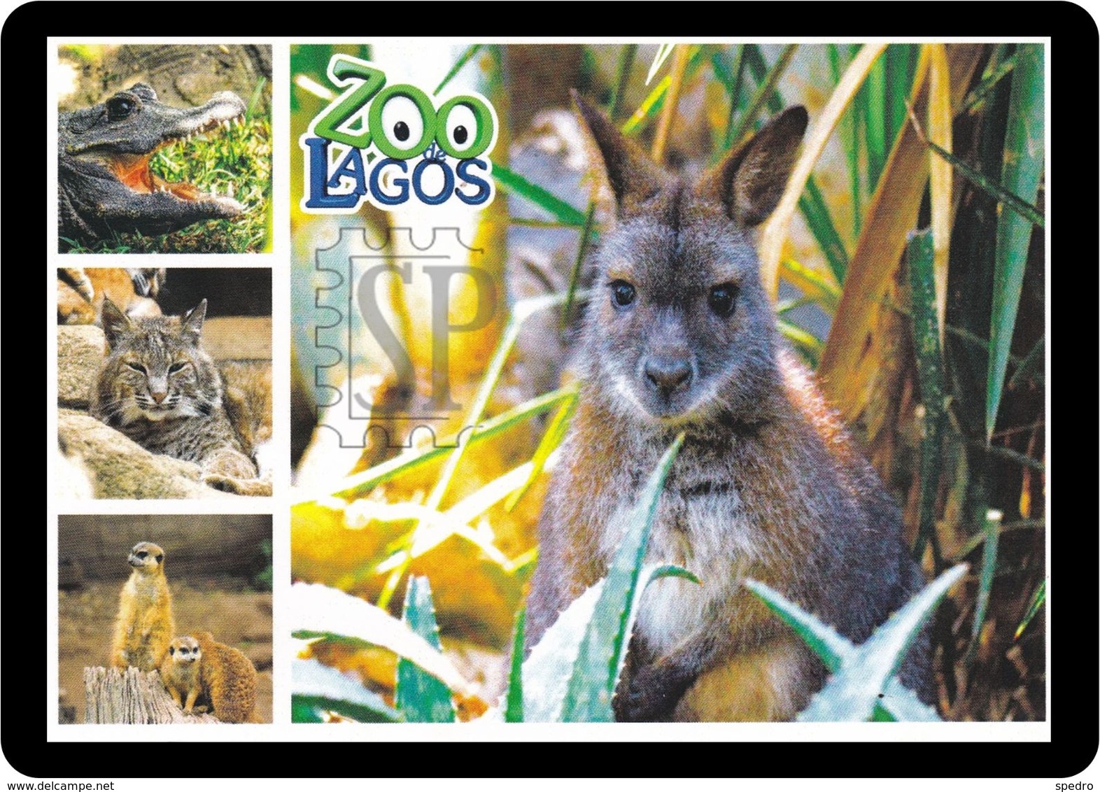 Portugal Zoo Lagos Canguru Kangaroo Kangourou Känguru Suricata Meerkat Suricate Lince Lynx Bobcat - Other & Unclassified
