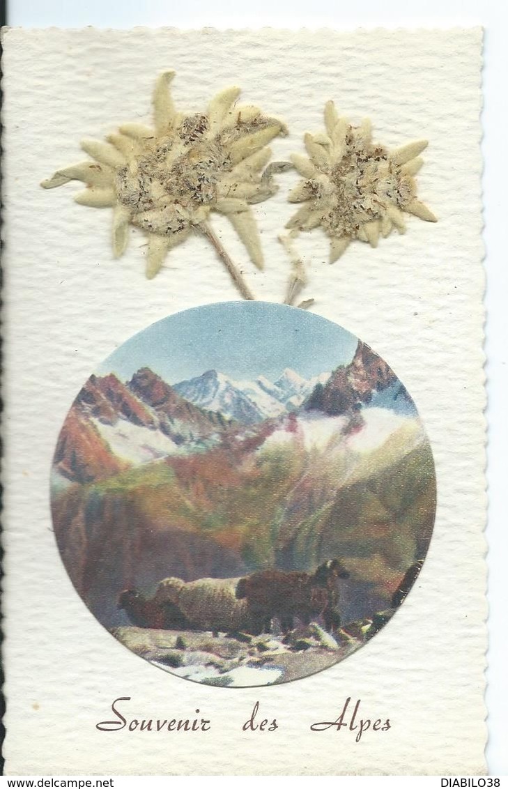 SOUVENIR DES ALPES    ( CARTE AVEC DE VRAIS EDELWEISS SÉCHÉS ) - Gruss Aus.../ Gruesse Aus...