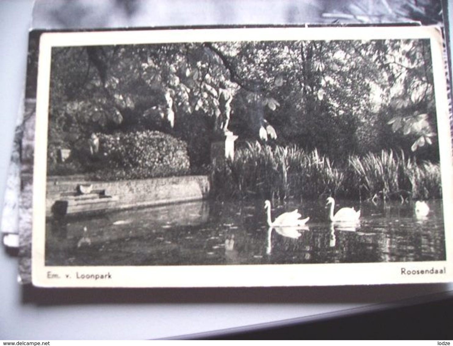 Nederland Holland Pays Bas Roosendaal Park Met Zwanen Emile Van Loon - Roosendaal