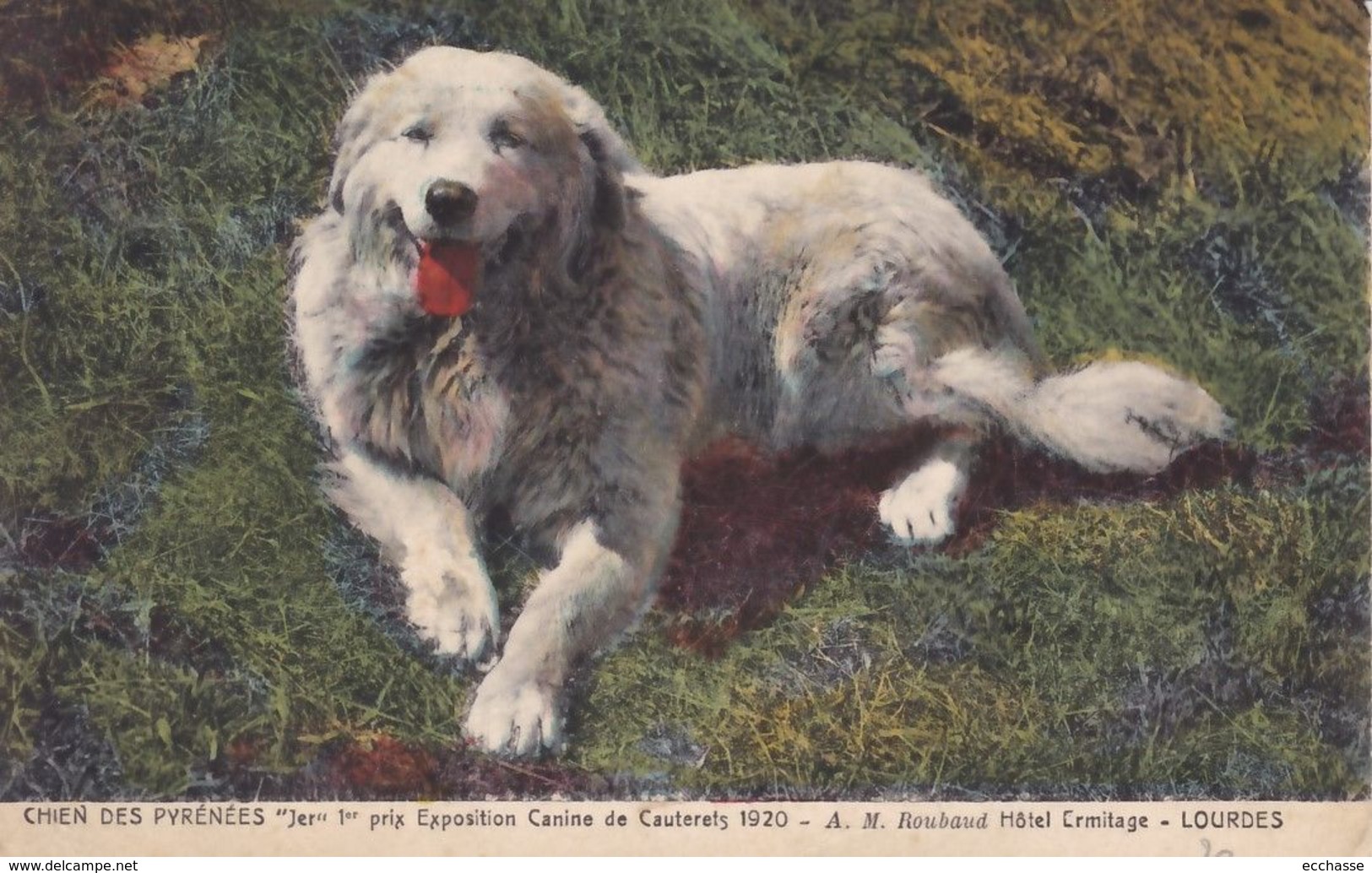 206 Chien Des Pyrénées LL Chien Des Pyrénées  Jer 1er Prix Exposition Canine De Cauterets 1920 Hôtel Hermitage Lourdes - Honden