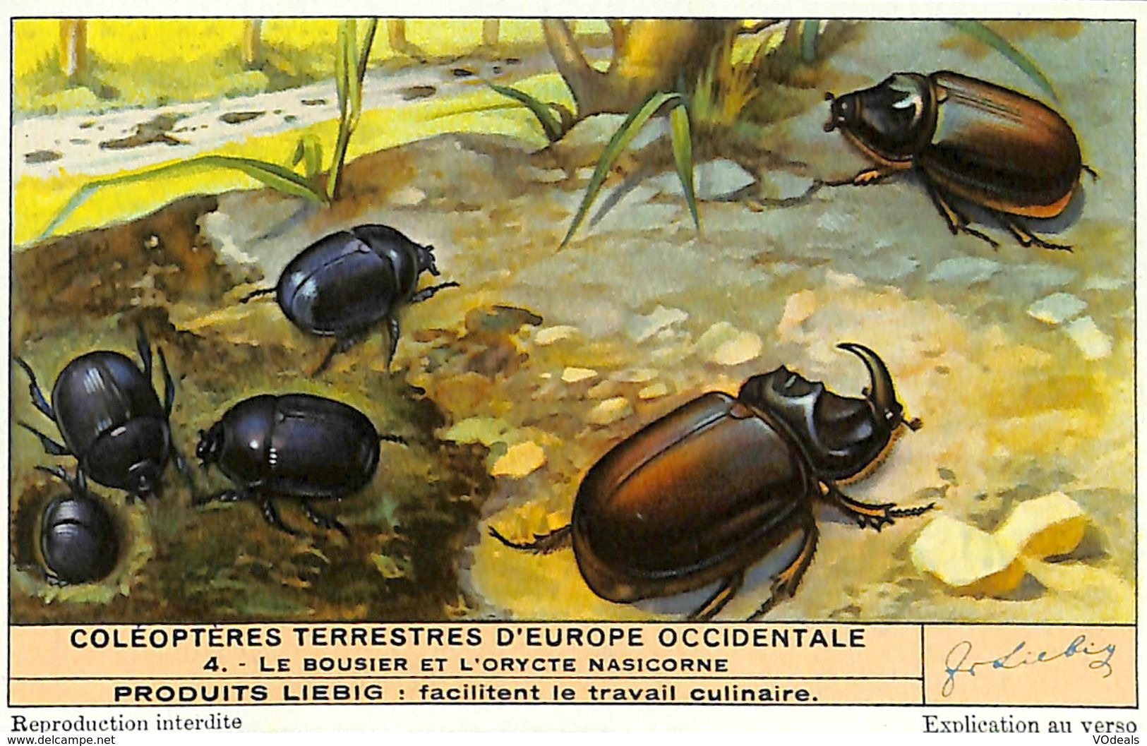 6 Chromos - Liebig - Coléoptères Terrestres D'Europe Occidentale - S 1476 - Liebig