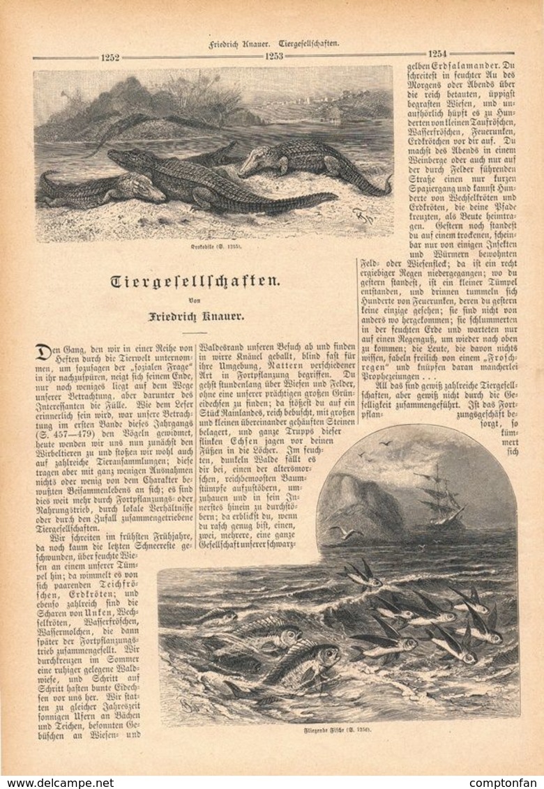 042 Tiergesellschaften Krokodile Fische Artikel Mit 18 Bildern Von 1888 !! - Dieren