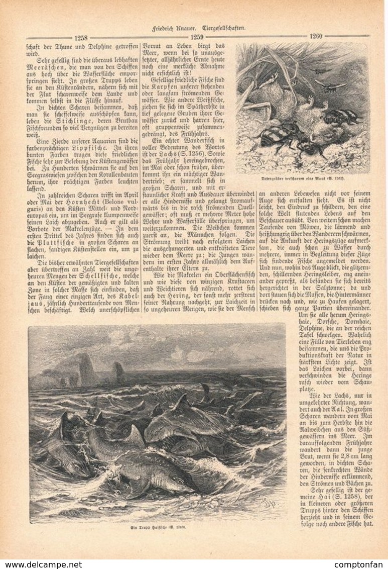 042 Tiergesellschaften Krokodile Fische Artikel Mit 18 Bildern Von 1888 !! - Animals