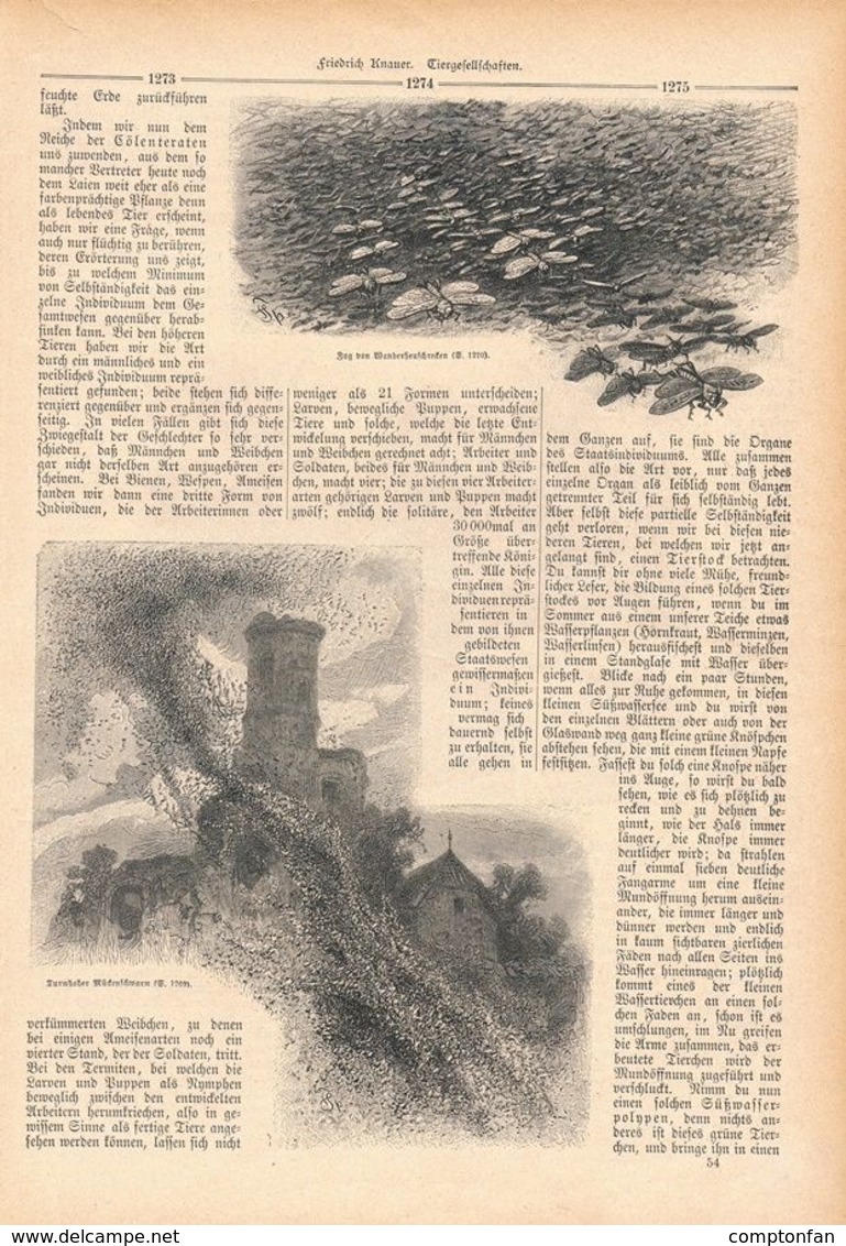 042 Tiergesellschaften Krokodile Fische Artikel Mit 18 Bildern Von 1888 !! - Animals
