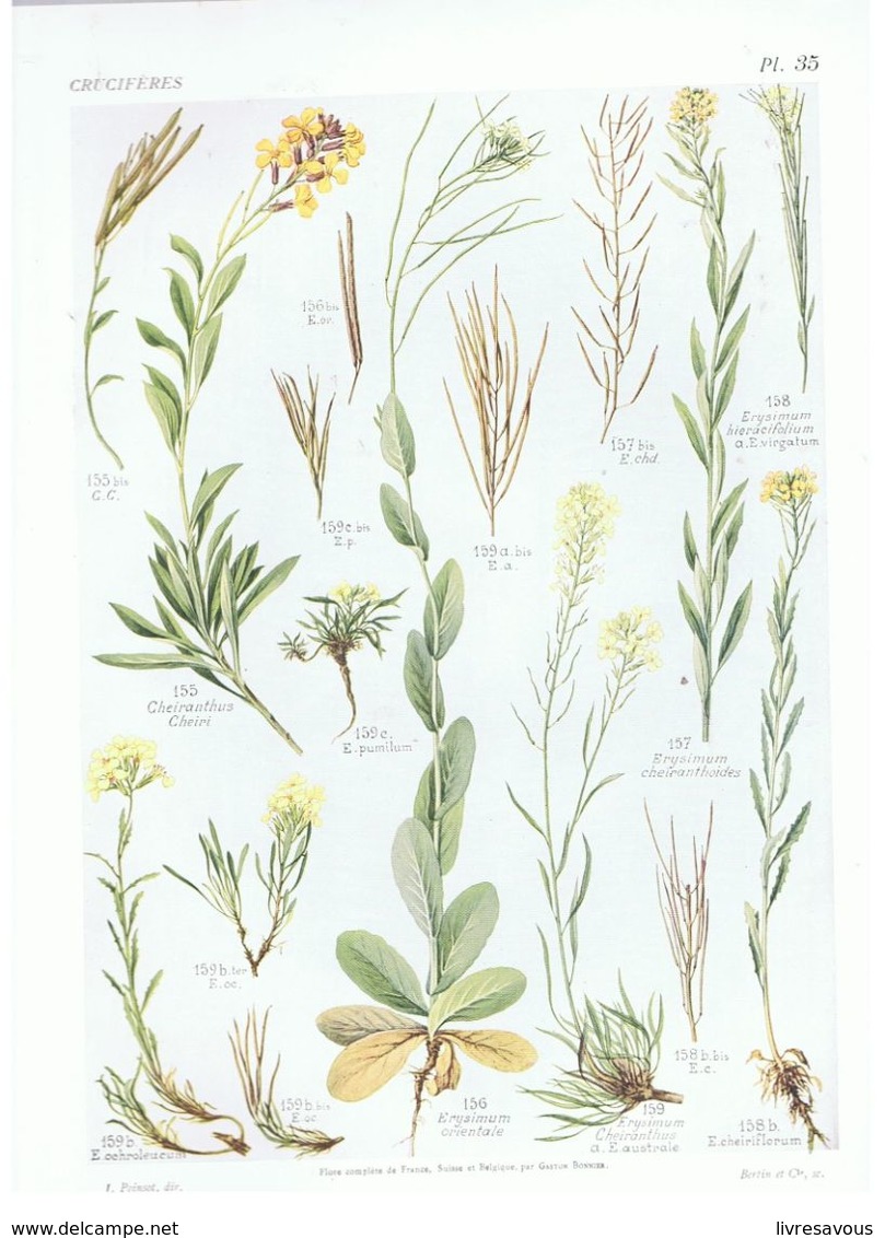 Gravure Flore PL. 35 Crucifères Cheiranthus Erysimum Par Gaston Bonnier - Prints & Engravings