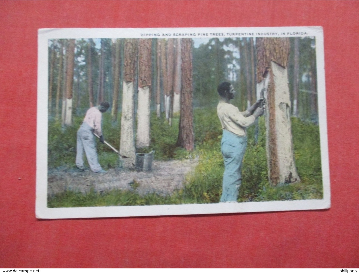 Black Americana    Dipping & Scraping Pine Trees Turpentine Industry Florida   Ref 4130 - Black Americana