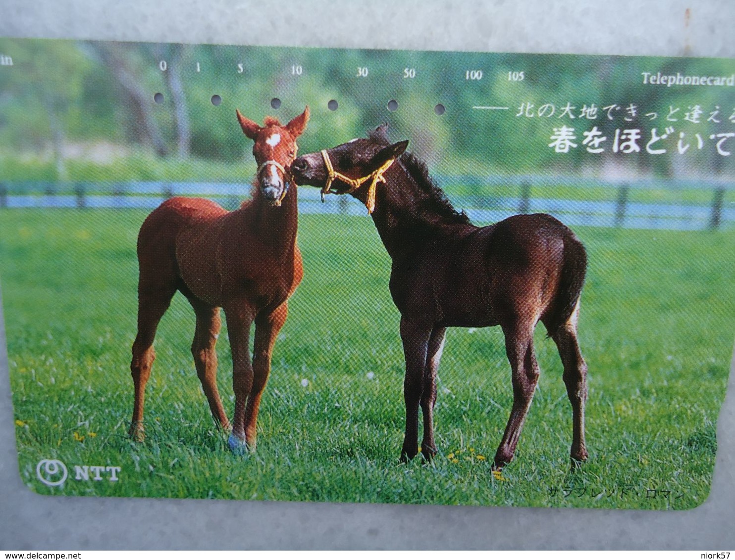 JAPAN NTT AND OTHERS  USED CARDS  HORSES - Pferde