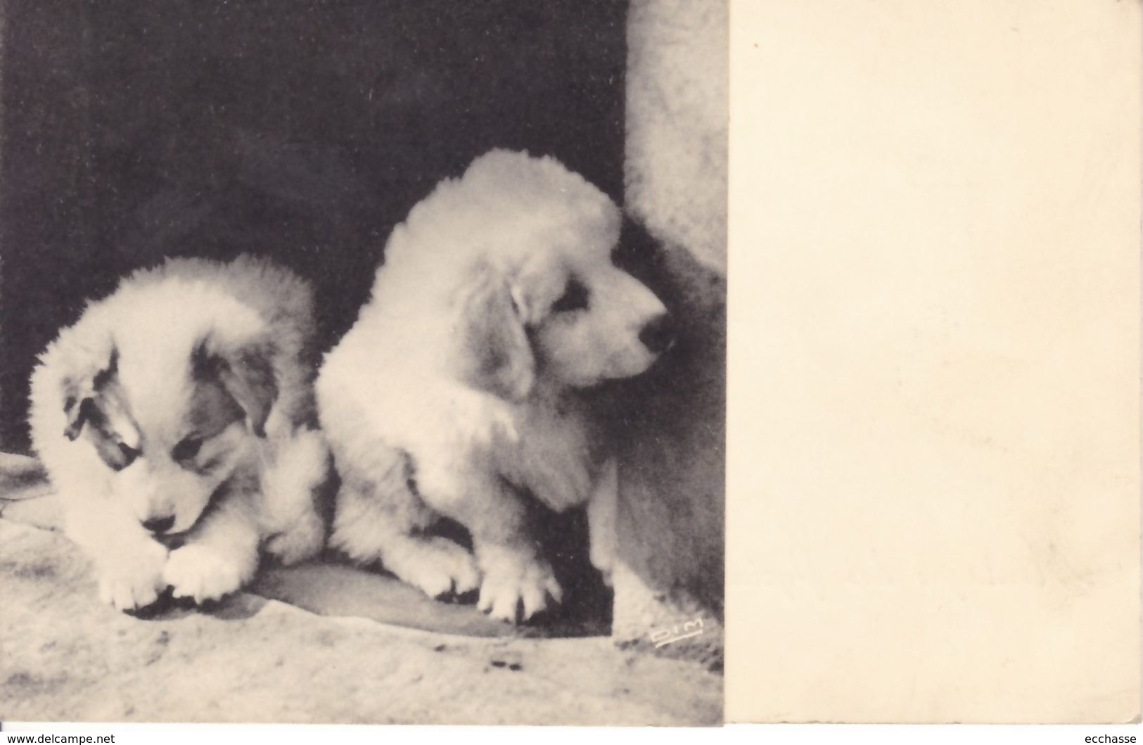 Editions Coeur De Vey Montagne Des Pyrénées (jeunes Chiens) - Chiens