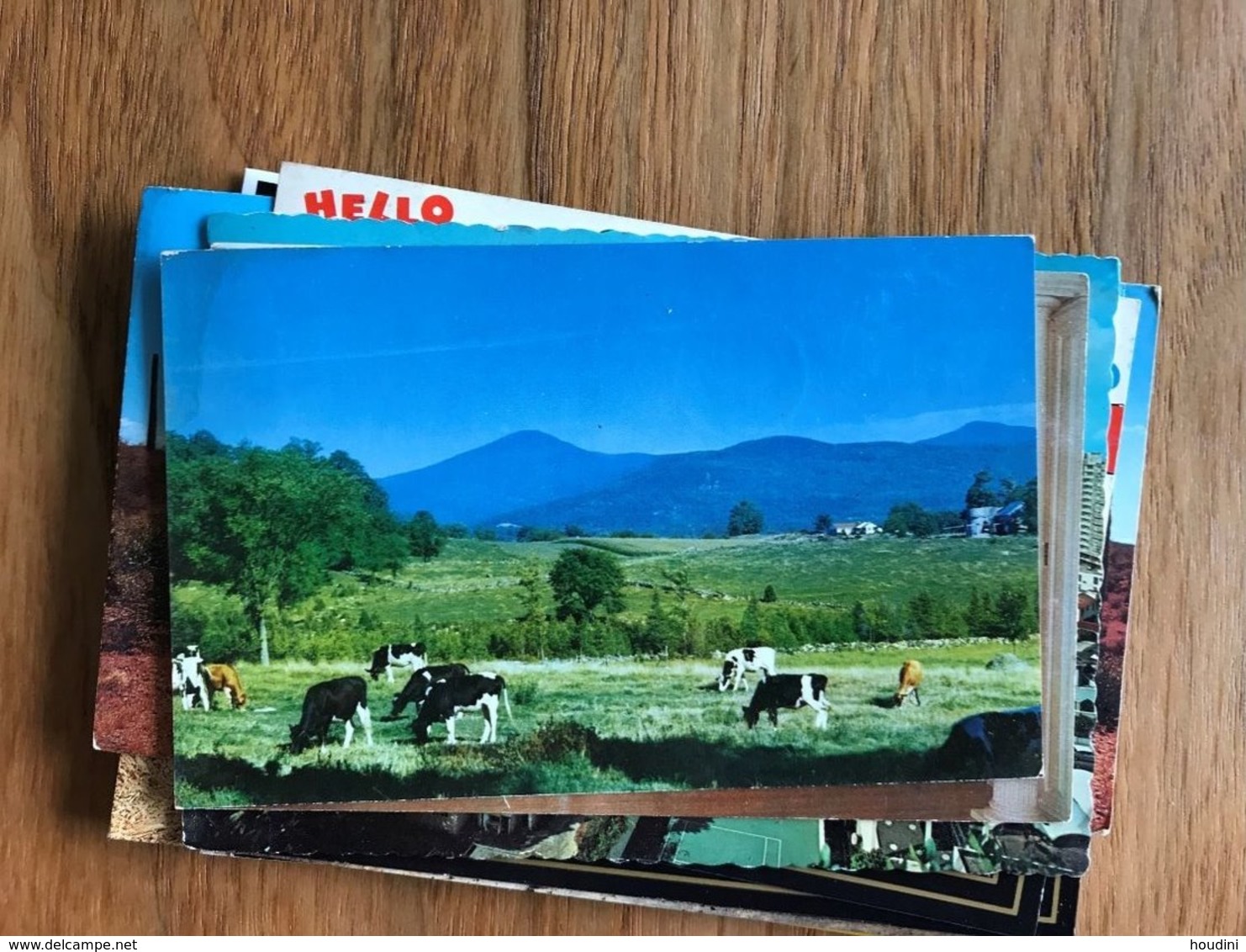 Vermont - Rutland - Pico Peak - Cow Koe Cows Koeien Vache 1963 - Rutland