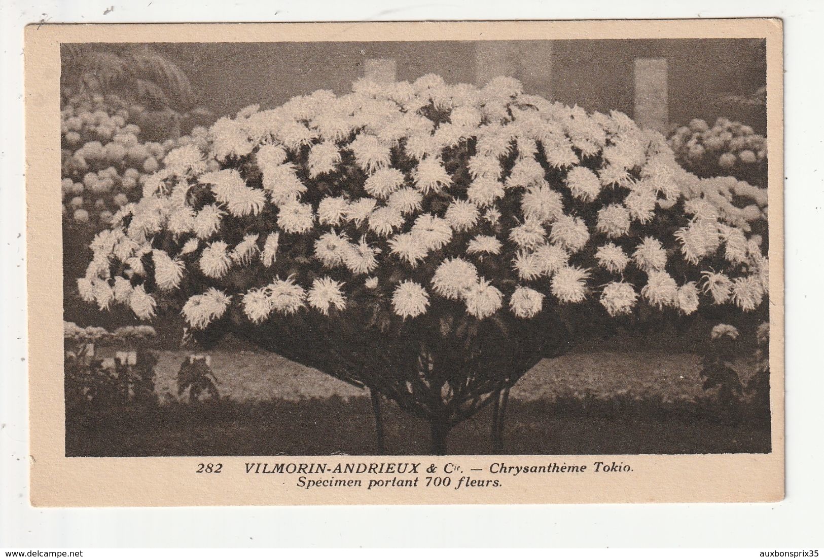 PARIS - VILMORIN ANDRIEUX ET CIE - CHRYSANTHEME TOKIO - SPECIMEN PORTANT 700 FLEURS - 75 - Flowers