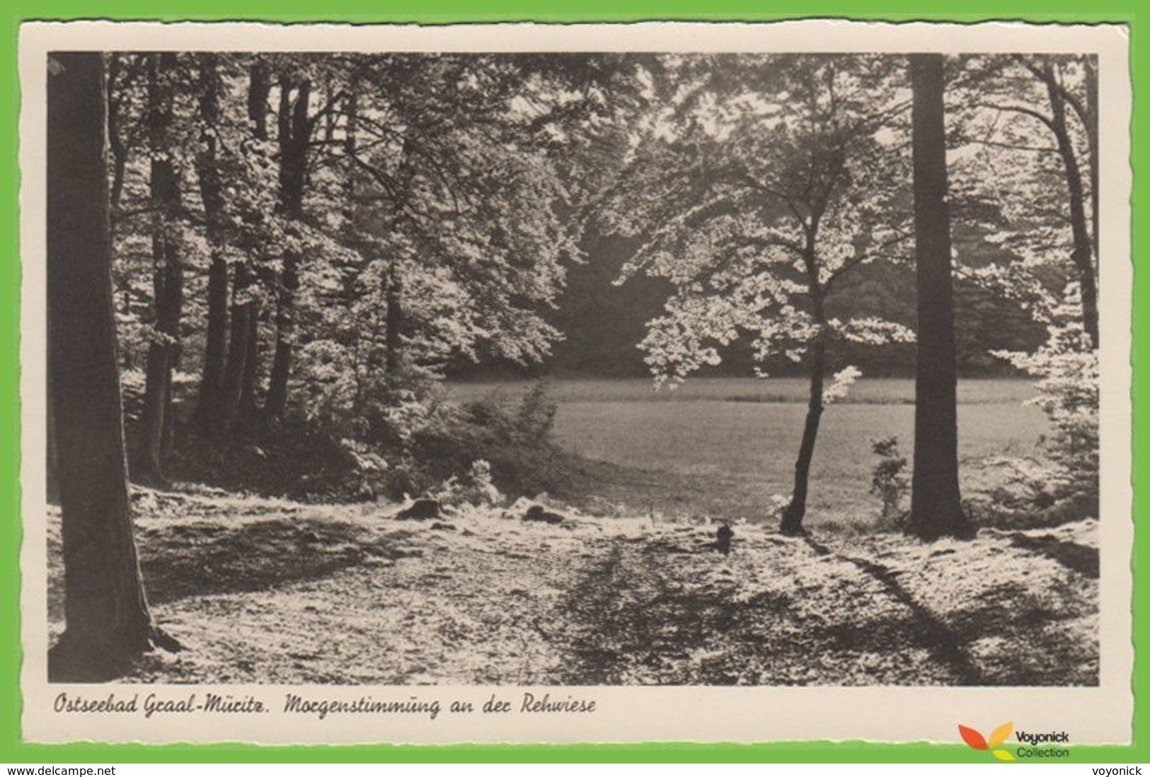 Voyo Ostseebad GRAAL-MUERITZ Morgenstimmung An Der Rehwiese Unused  Excellent Condition 1930s Echte Photo - Graal-Müritz