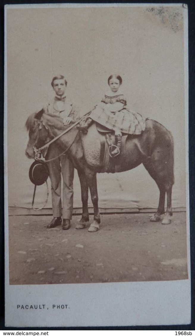 Photo Cdv Albuminé Animal Cheval Horse Par Pacault Pau Béarnaise Vers 1860 - Ancianas (antes De 1900)