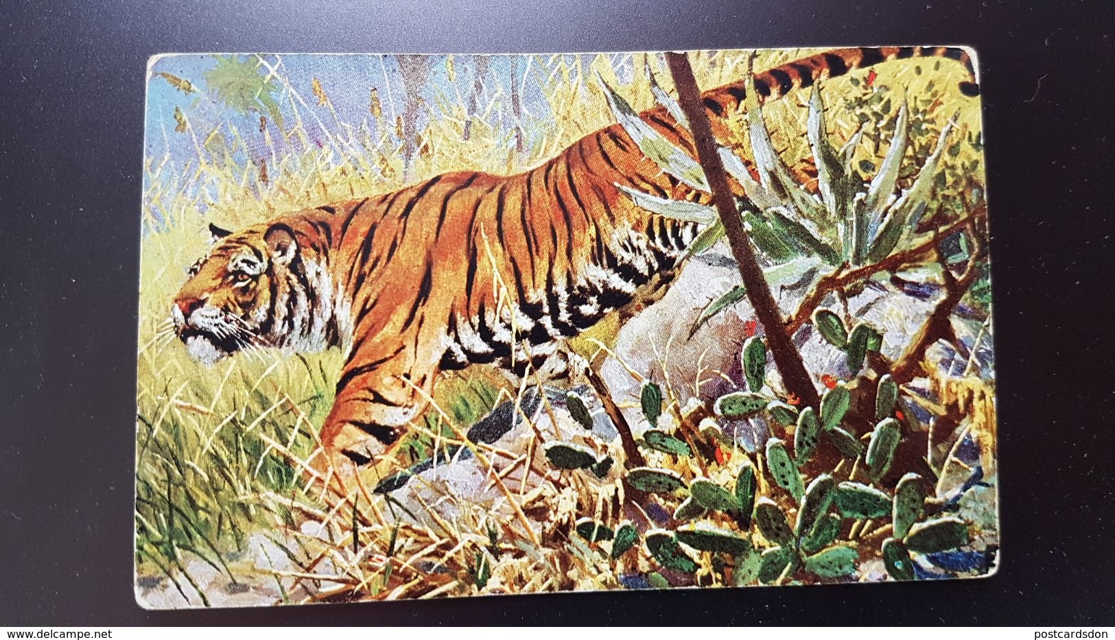 MULLER Style - Hunting Chasse - Tiger - Cactus  - Old Vintage Postcard - Mueller, August - Munich