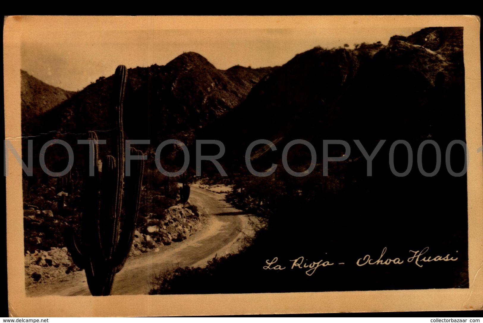 Argentina Cactusses Cacti Cactus Plants South America Real Photo Ca 1945 W6-073 - Cactus