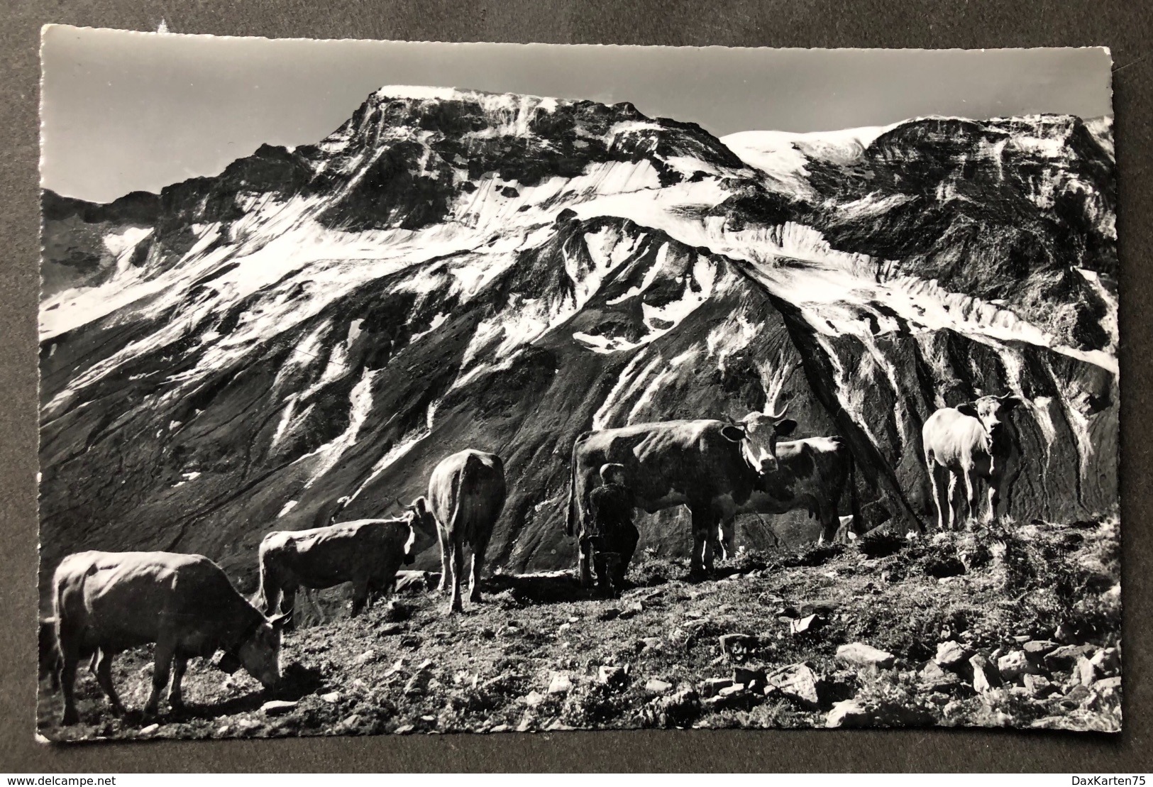 Engstligenalp Sennen Beim Melken/ Wildstrubel - Trub