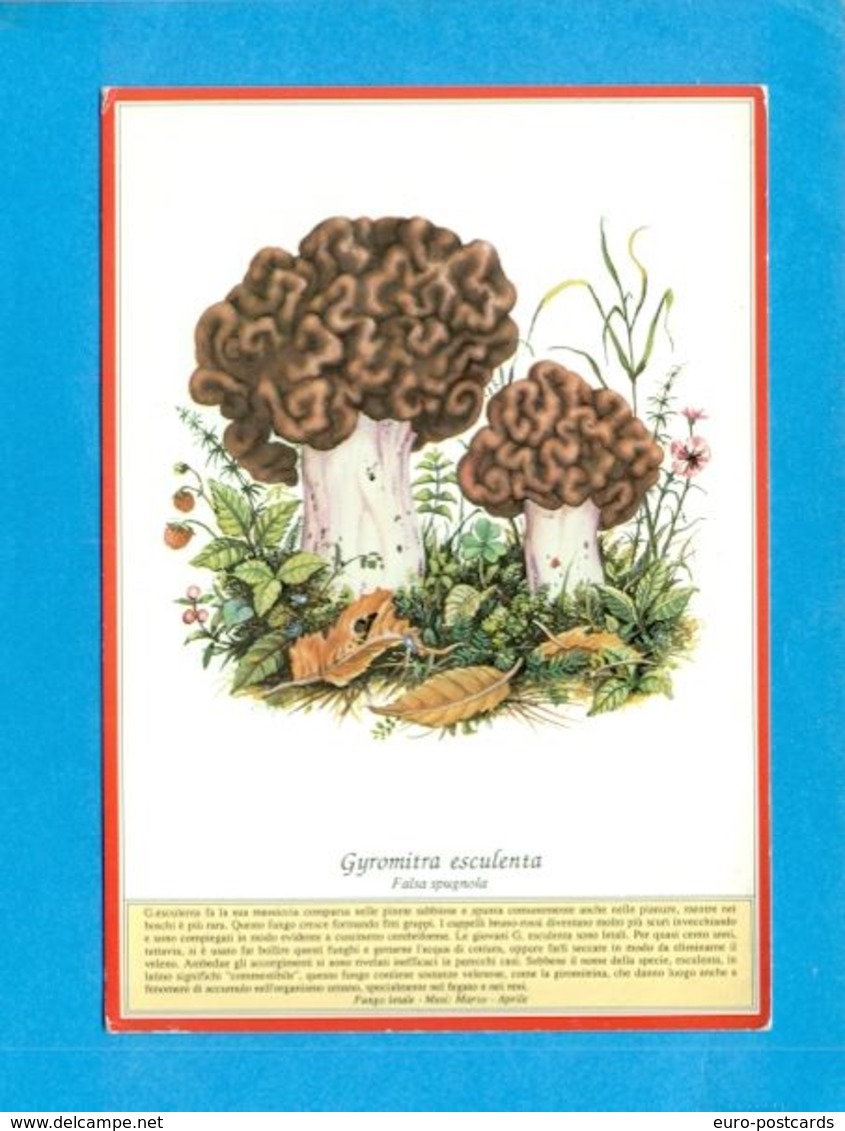 FUNGHI - PUBBLICITARIE- MERLINI-SOMMACAMPAGNA-RICETTE - Mushrooms