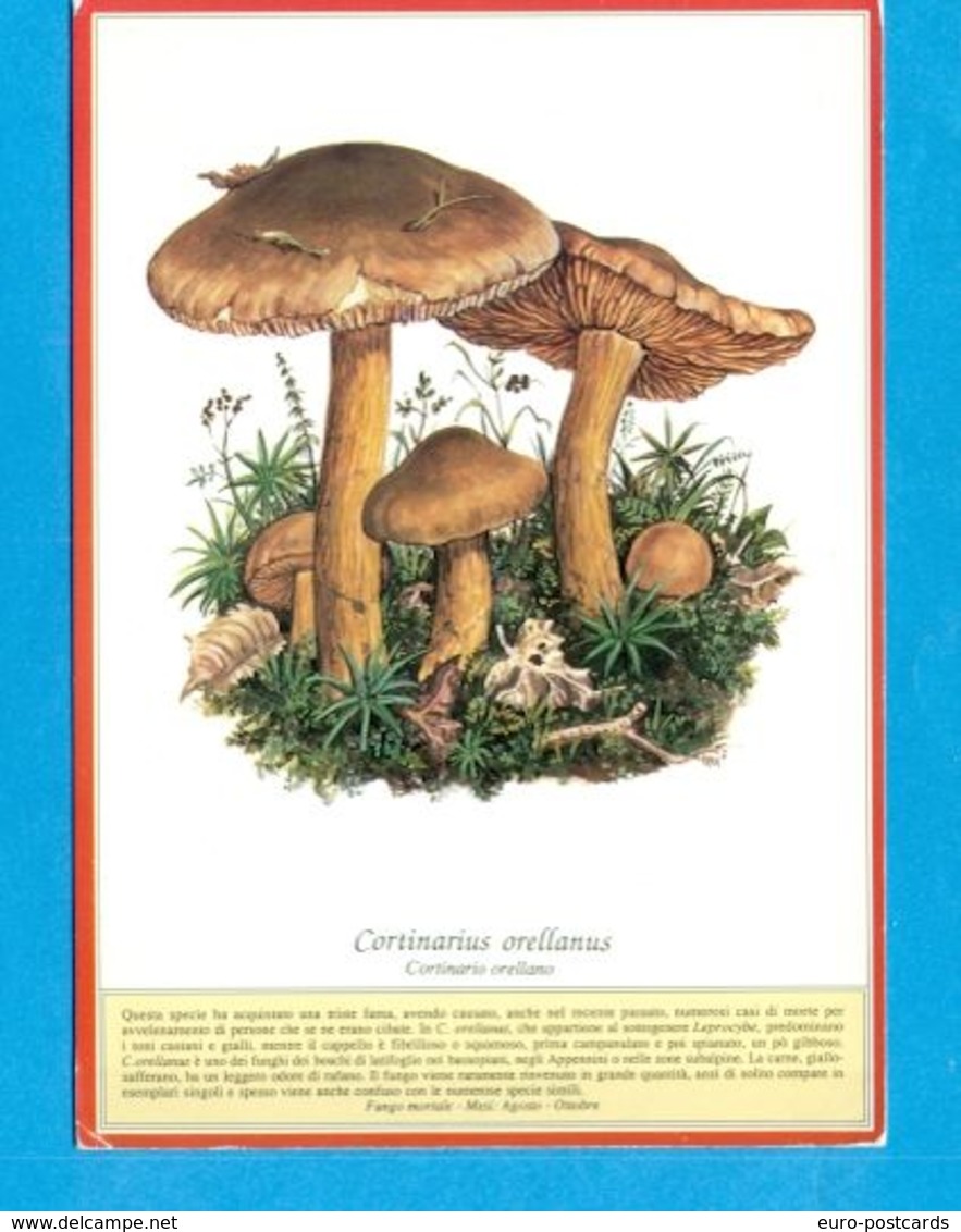 FUNGHI - PUBBLICITARIE- MERLINI-SOMMACAMPAGNA-RICETTE - Mushrooms