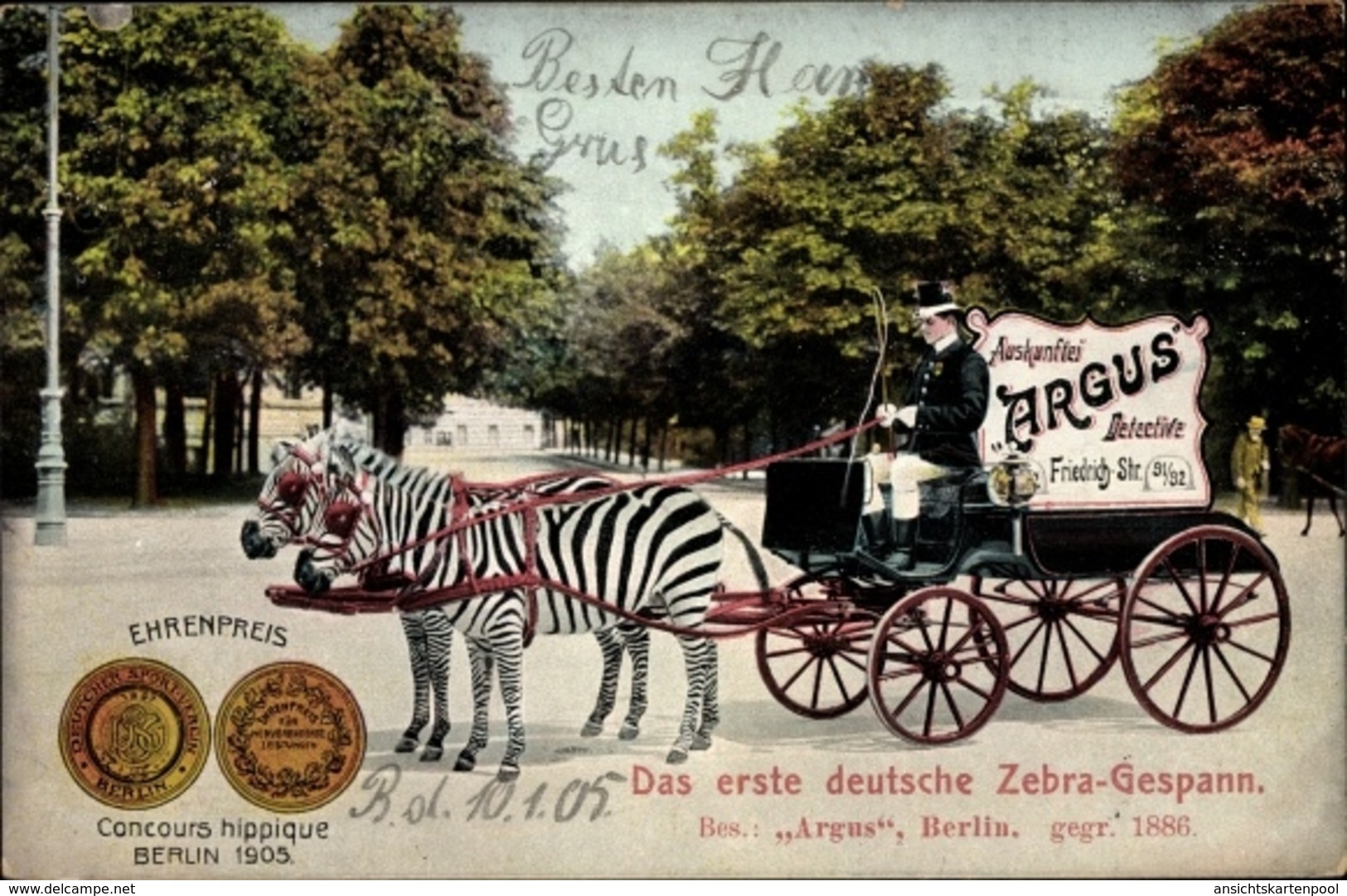 Cp Berlin, Zebragespann, Auskunftei Argus, Detektive, Friedrichstraße 31, Concours Hippique 1905 - Autres & Non Classés