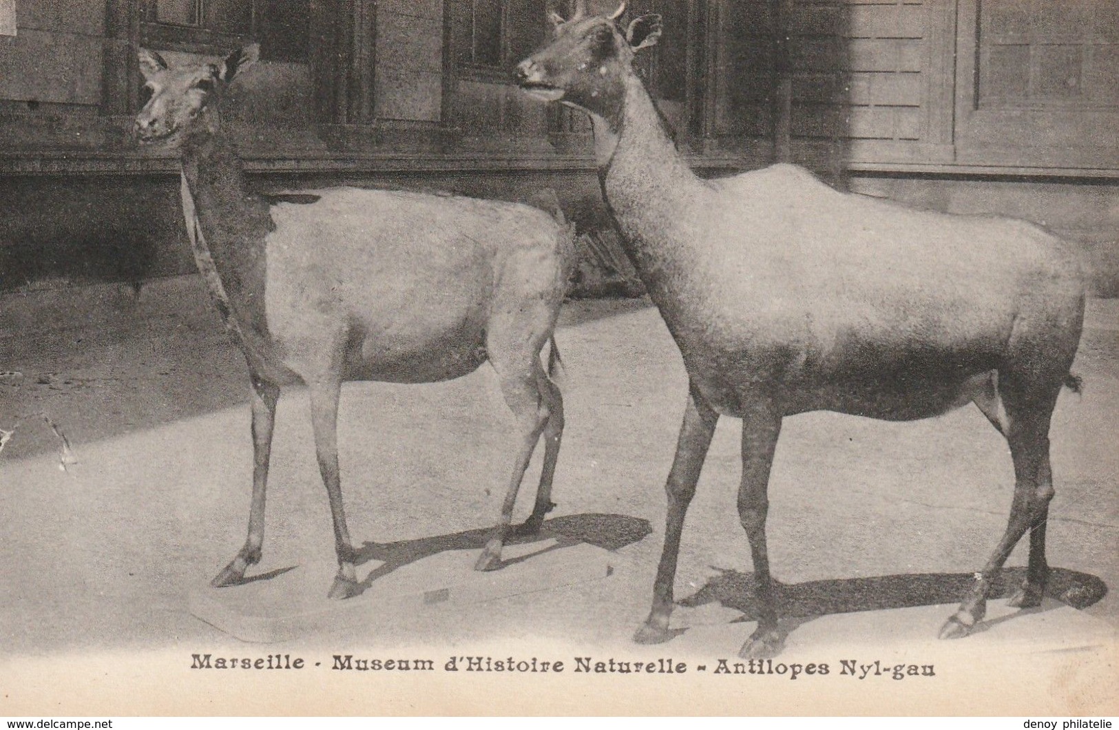 13/ Marseille - Muséum D'Histoire Naturelle - Antilopes Nyl-Gau - Museen