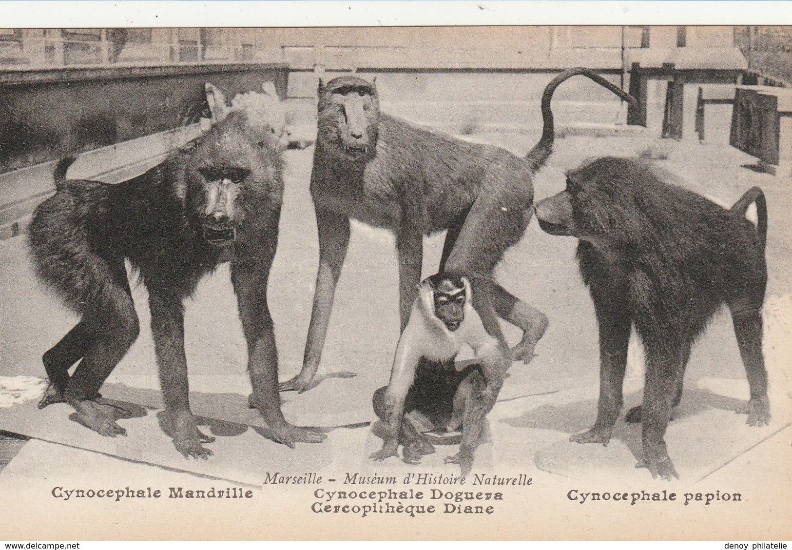 13/ Marseille - Muséum D'Histoire Naturelle - Cynocephale Mandrille ..... - Museums