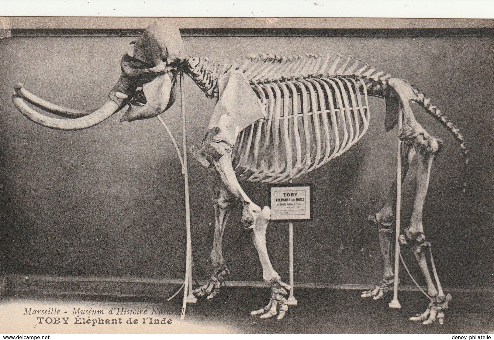 13/ Marseille - Muséum D'Histoire Naturelle -   Toby - Elephant Des Indes - Musei