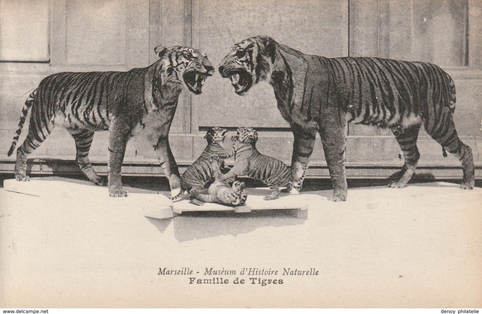 13/ Marseille - Muséum D'Histoire Naturelle - Famille De Tigres - Museen