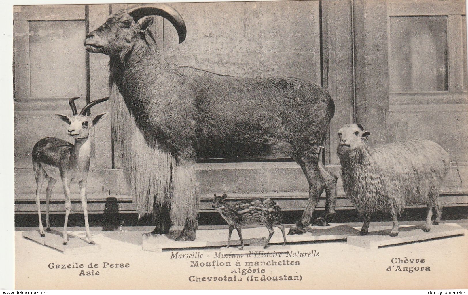 13/ Marseille - Muséum D'Histoire Naturelle - Gazelle De Perse Asie , Mouflon A Machette Algérie , ..... - Musei