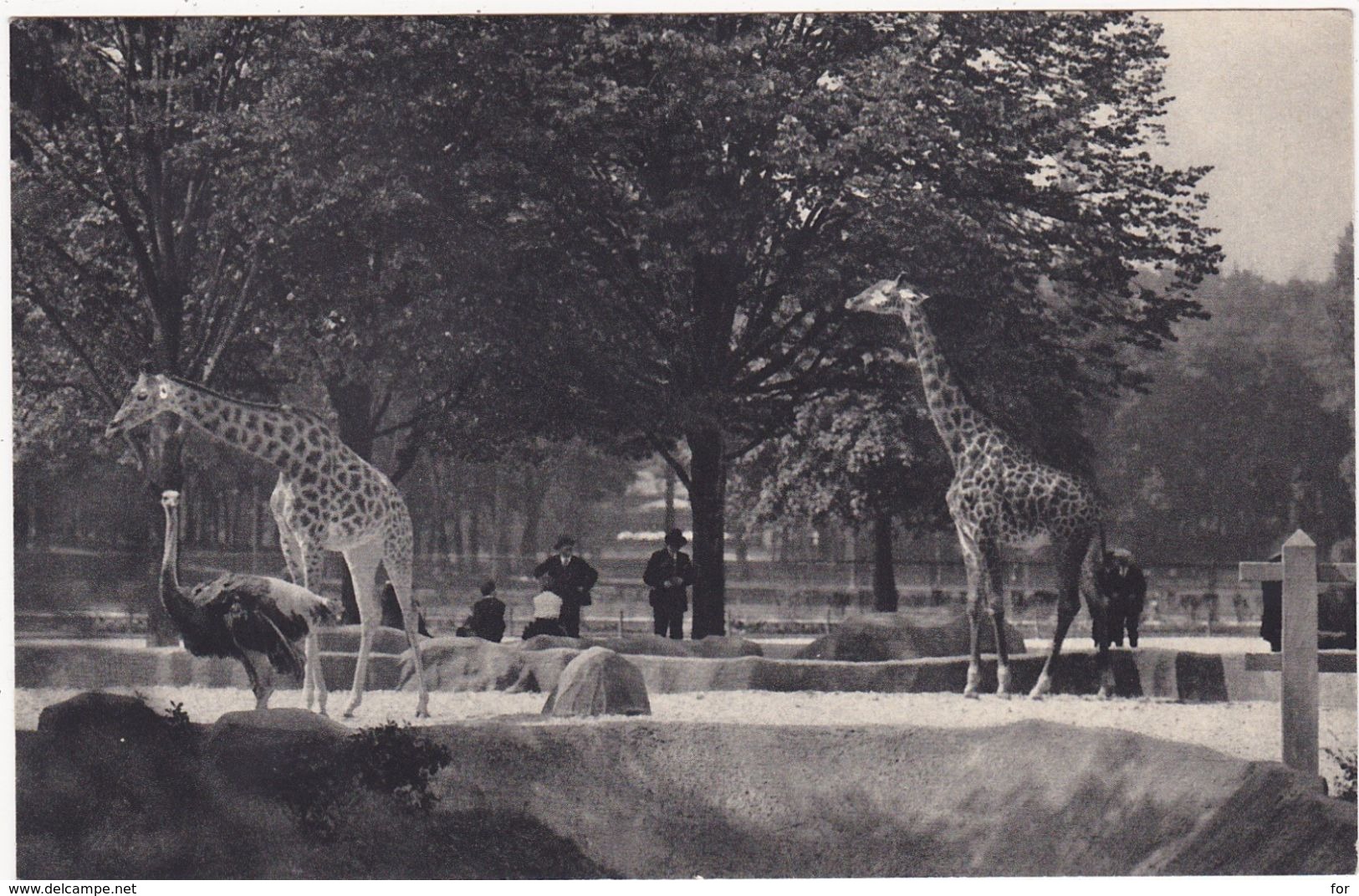 Animaux : GIRAFES : Parc Zoologique Du Bois De Vincennes - PARIS - Les Girafes Sur Leur Plateau - Jirafas