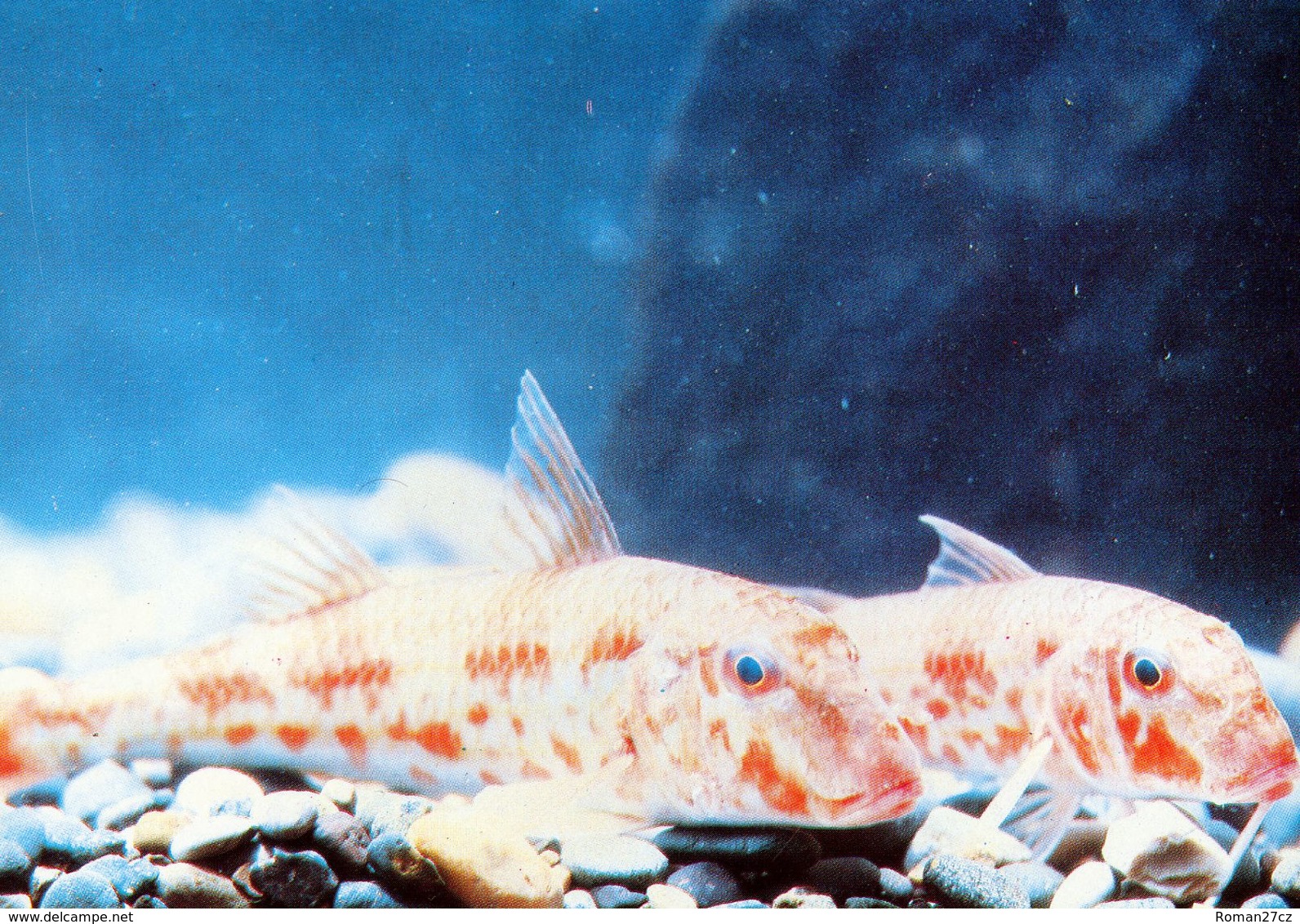 Batumi Oceanarium (Dolphinarium + Aquarium), Georgia - Mullet - Géorgie