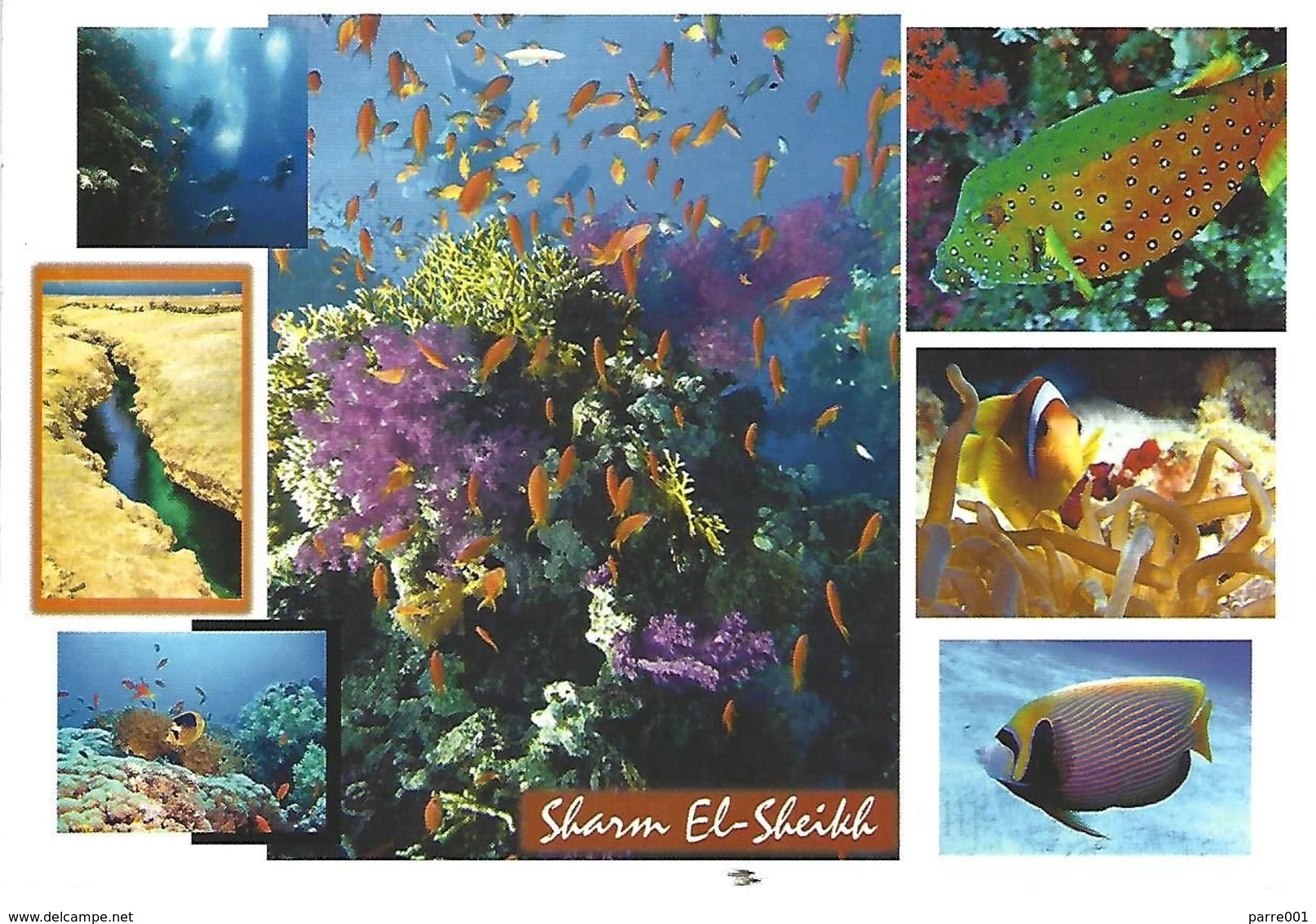 Egypt Sharm El Sheikh Marine Life Diving Red Sea Map Viewcard - Sharm El Sheikh