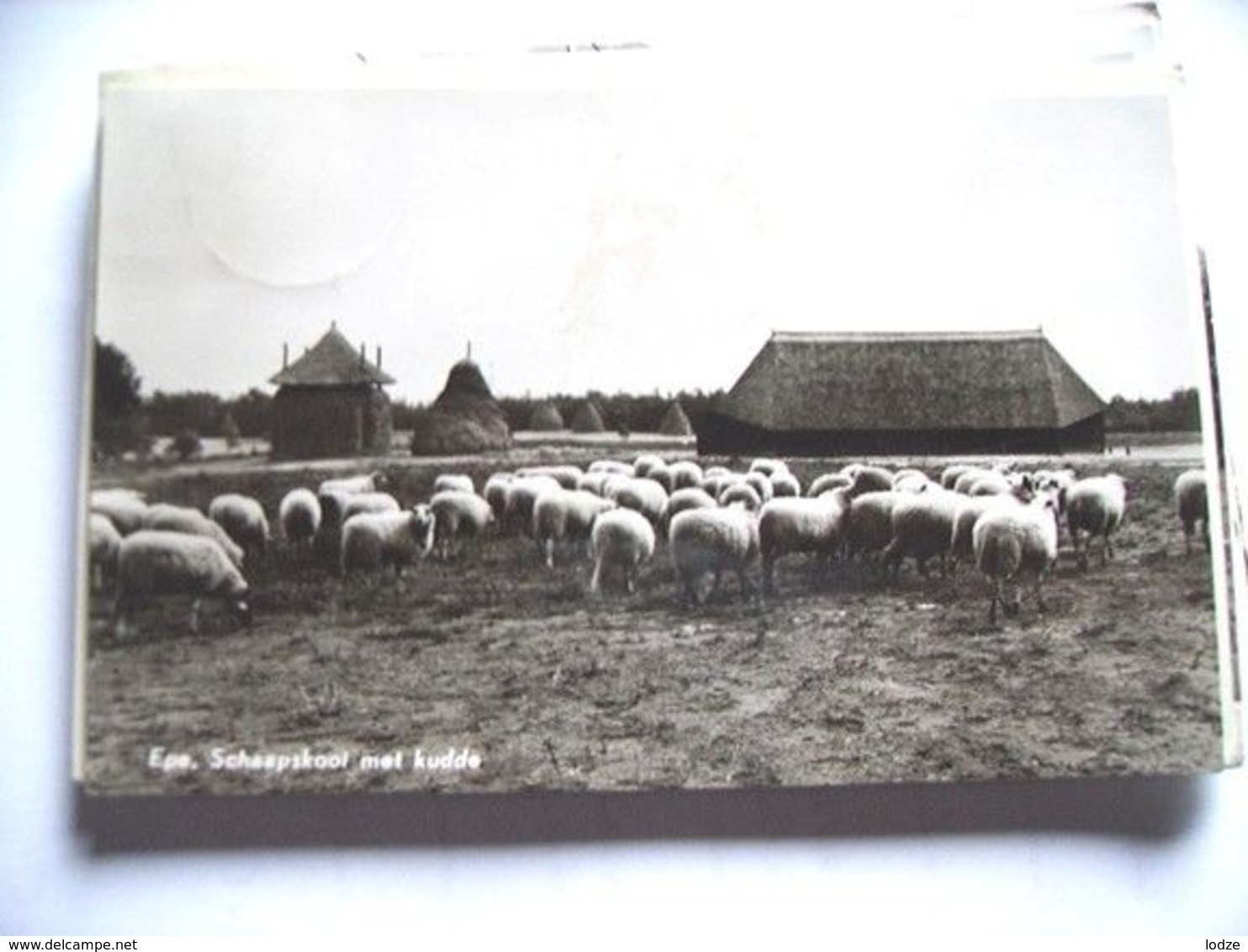 Nederland Holland Pays Bas Epe Schaapskooi En Grote Kudde Schapen - Epe