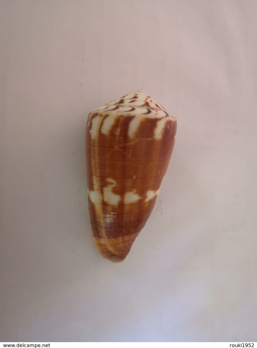 Conus Striatellus. Philippines. 58 Mm. - Coquillages