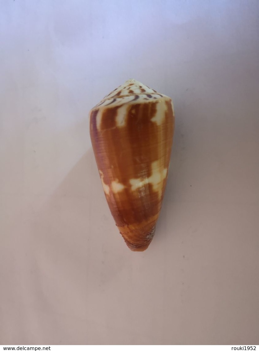 Conus Striatellus. Philippines. 58 Mm. - Coquillages