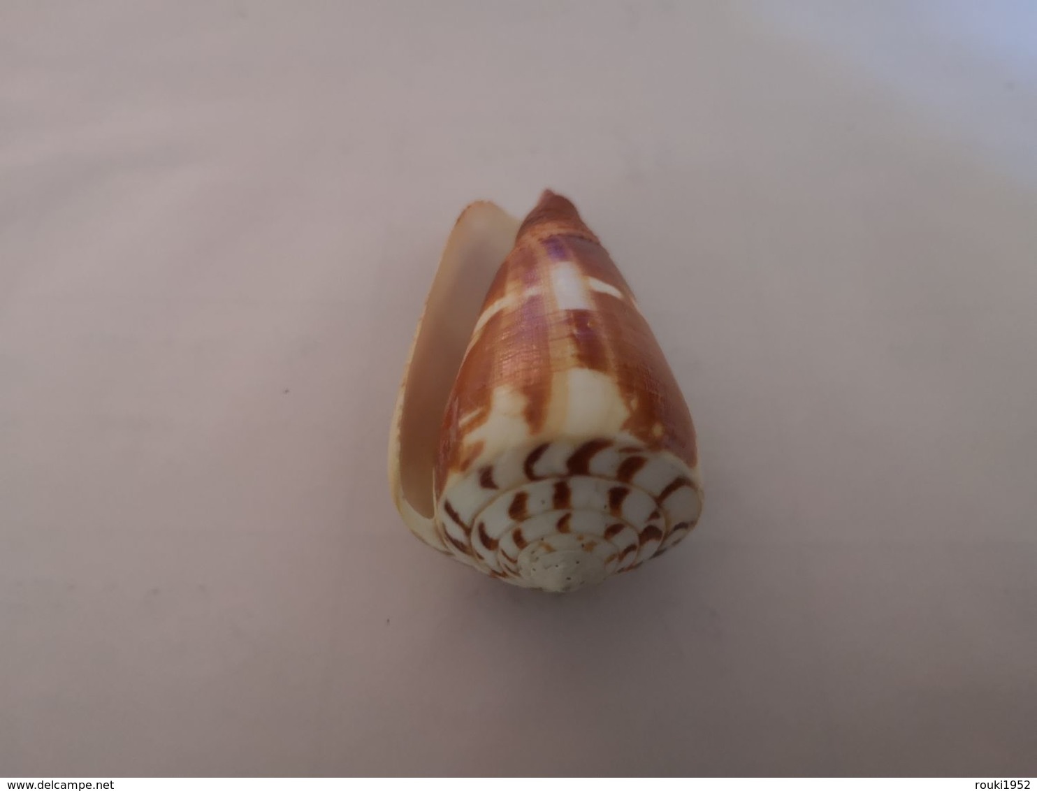 Conus Striatellus. Philippines. 58 Mm. - Coquillages