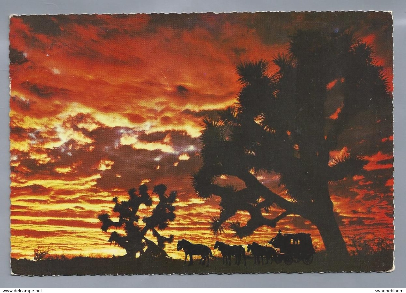 US.- CALIFORNIA, A COLORFUL SUNSET IN JOSHUALAND. JOSHUA TREE. - Palm Springs